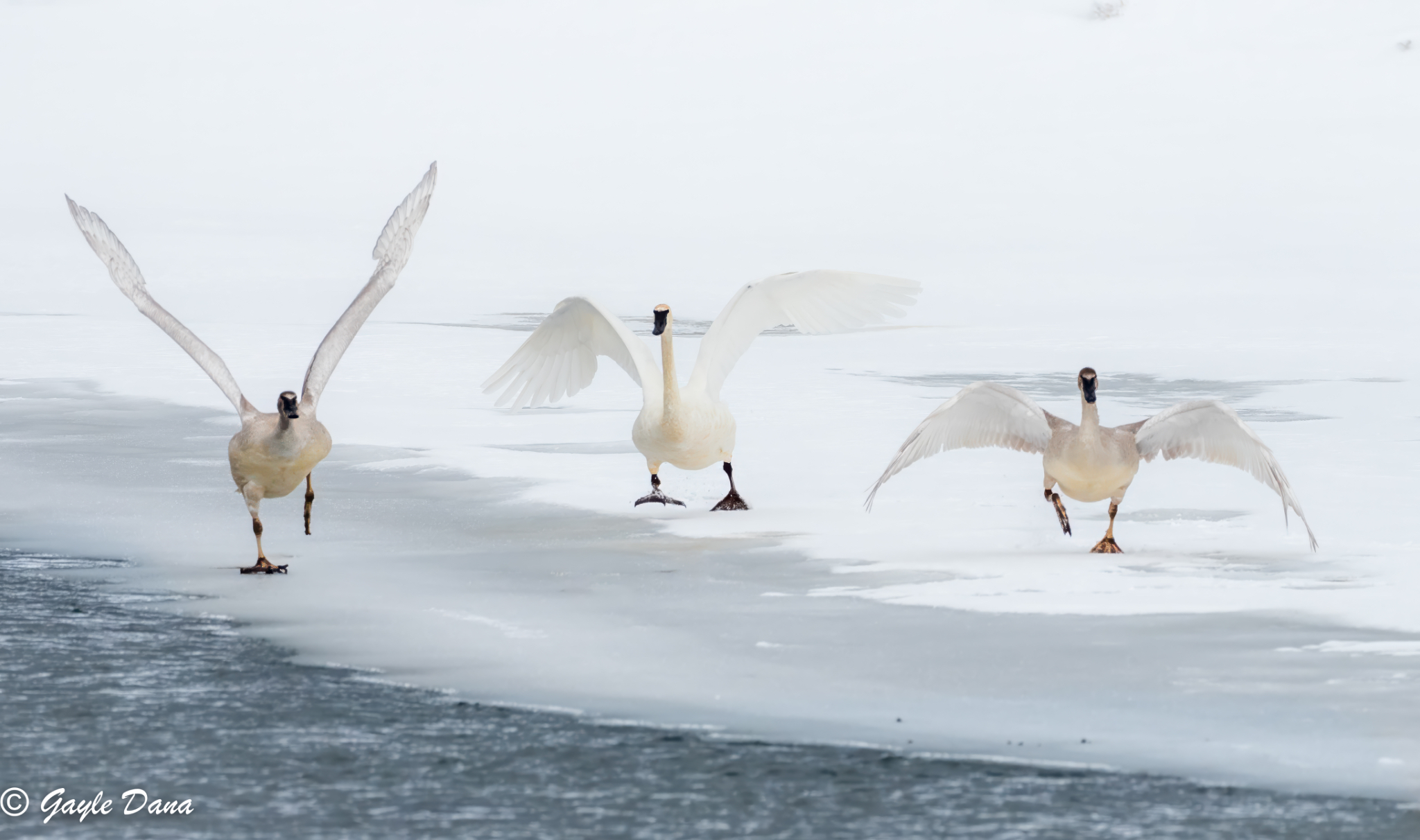Trumpeter Swans taking flight